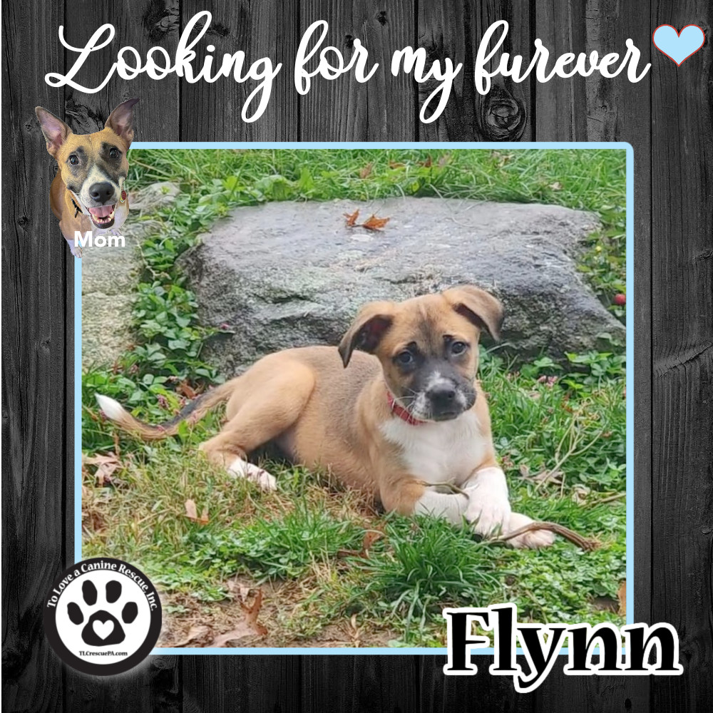 Flynn (Daisy Do Pup) 082022