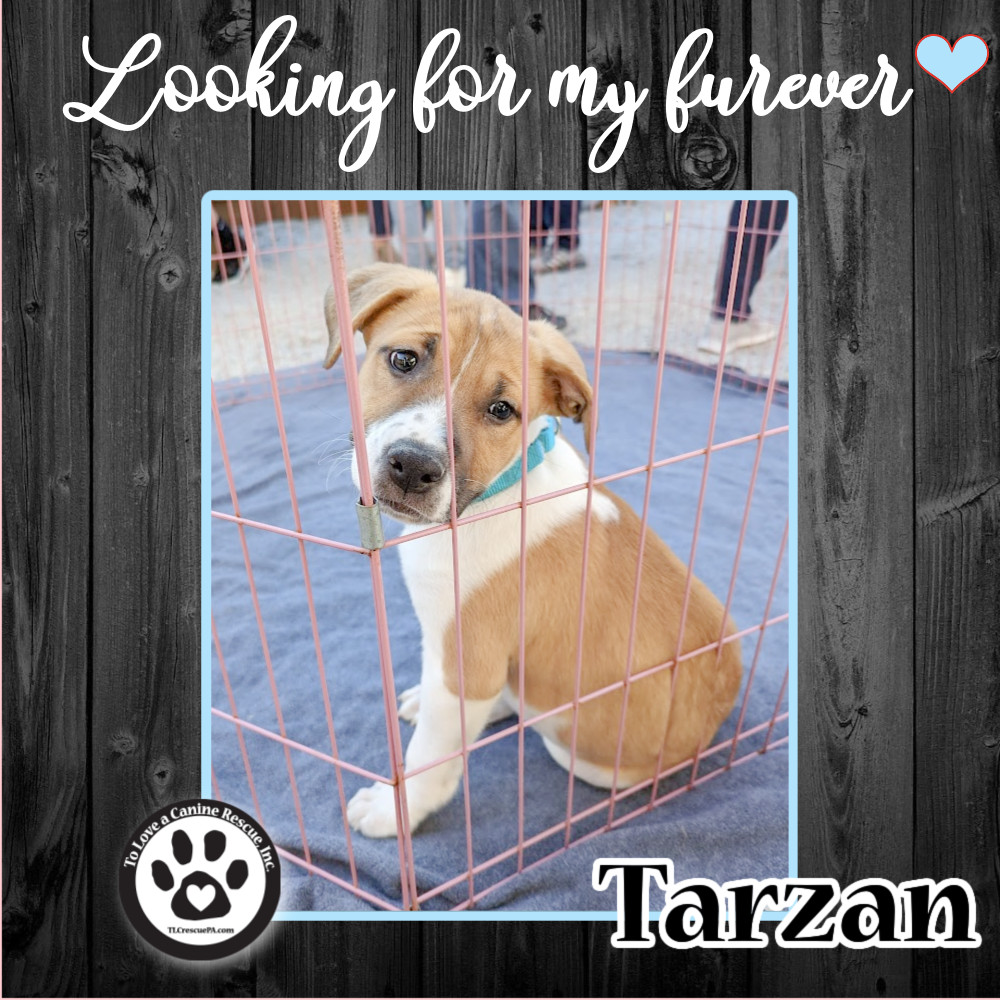 Tarzan (Daisy Do Pup) 082022