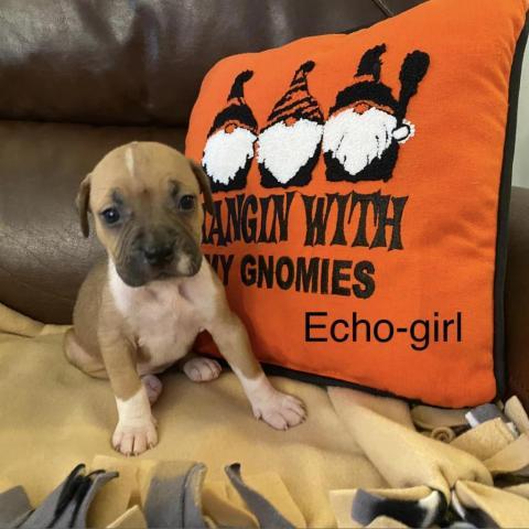 ECHO- MOLLY PUPS