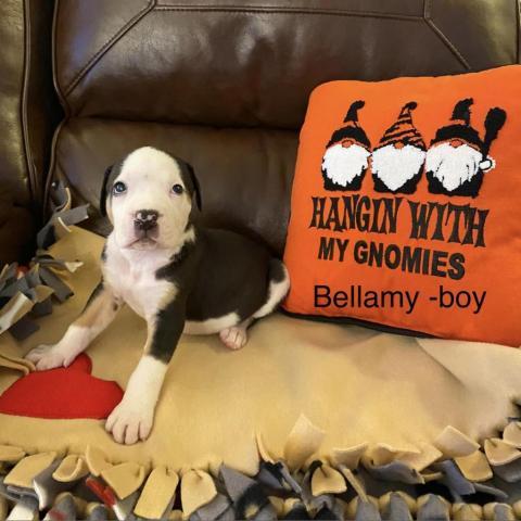 BELLAMY - Molly Pups