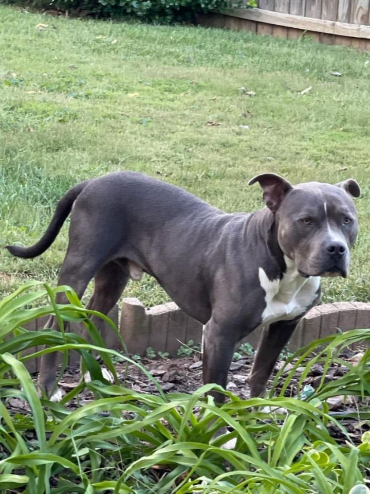 blue staffy dog