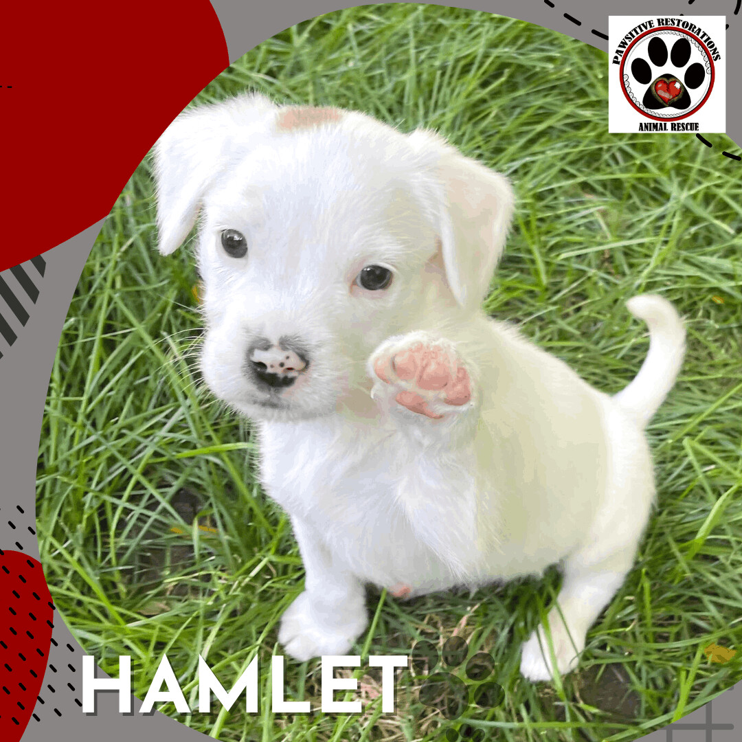 HAMLET