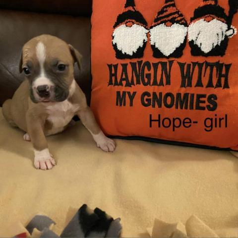 HOPE- MOLLY PUPS