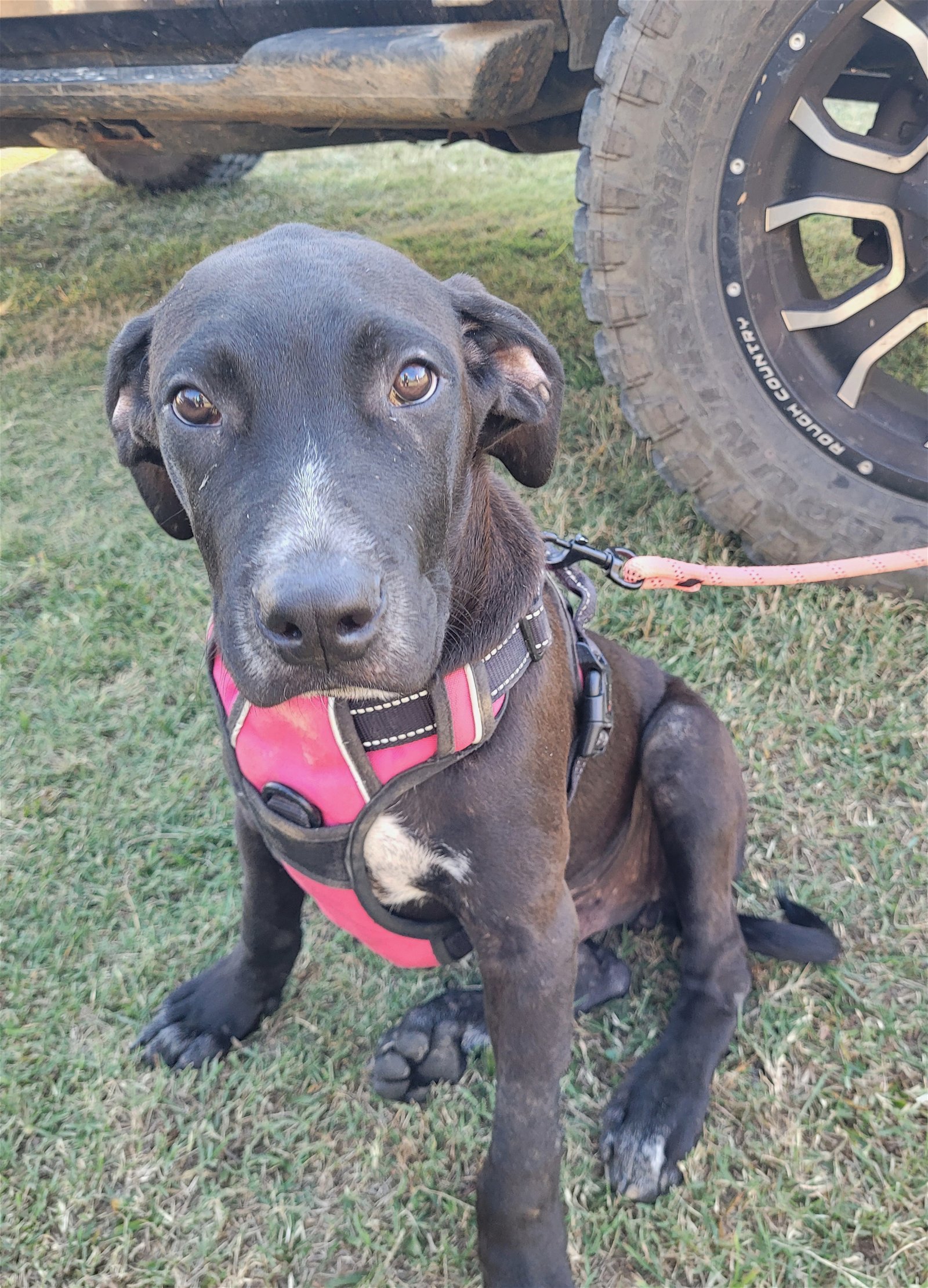 Johnny, an adoptable American Bulldog in Rutledge, TN, 37861 | Photo Image 1