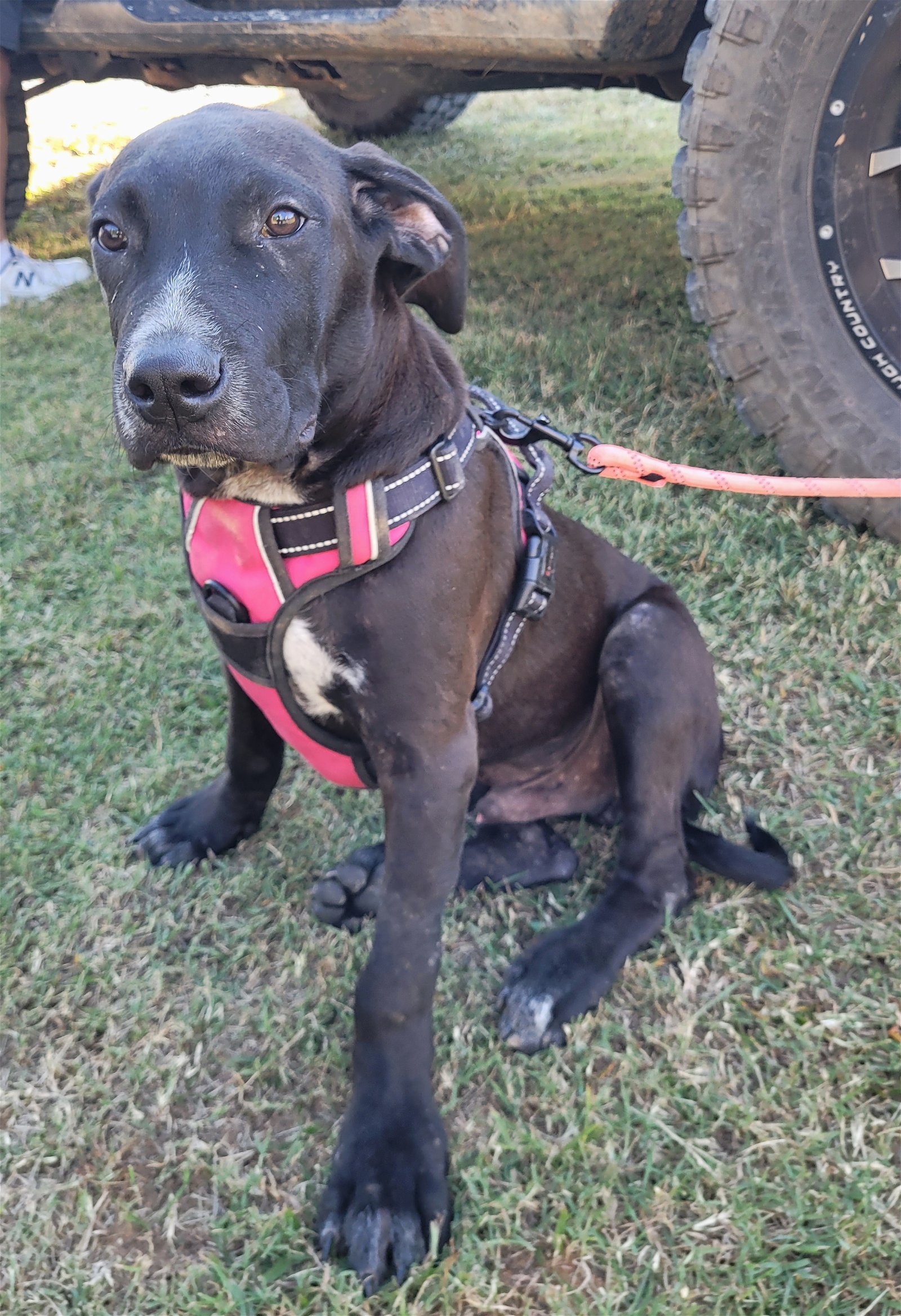 Johnny, an adoptable American Bulldog in Rutledge, TN, 37861 | Photo Image 2