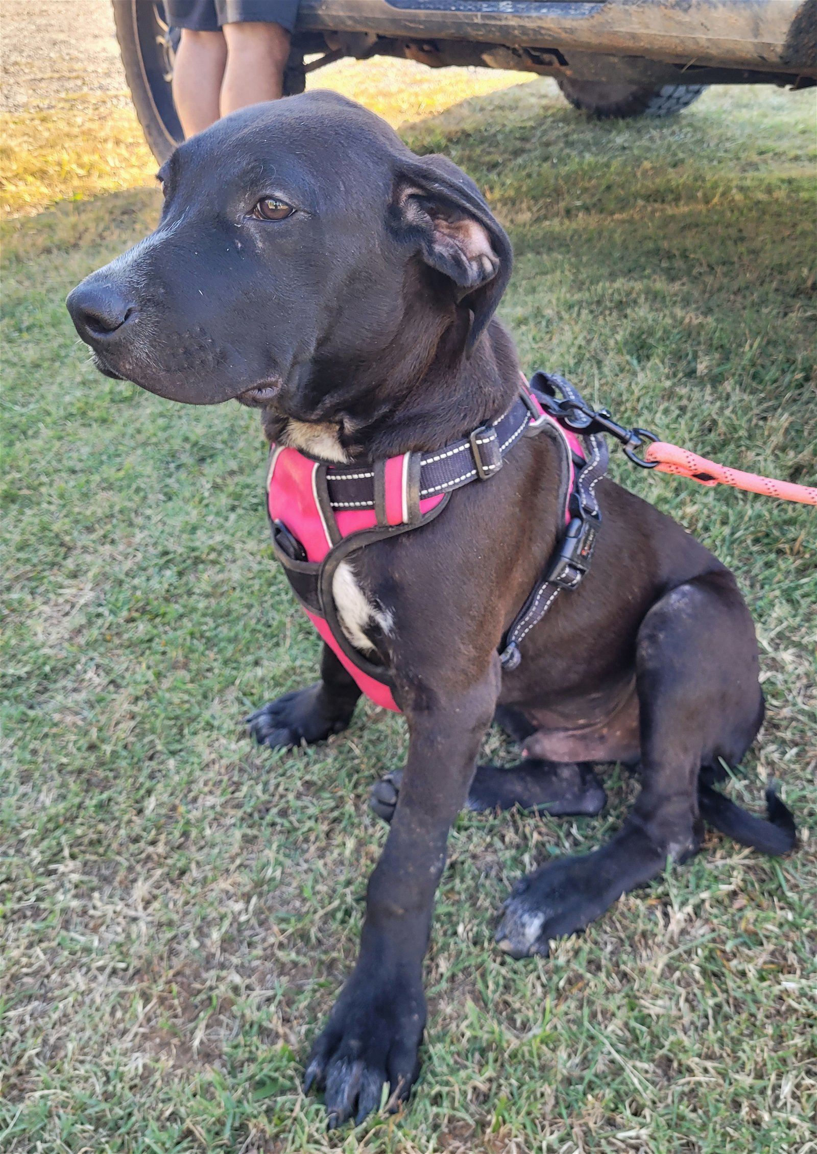 Johnny, an adoptable American Bulldog in Rutledge, TN, 37861 | Photo Image 3