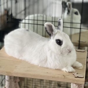 Shadow is a 4 yo 25lb neutered Netherland dwarf mix He is one of the sweete