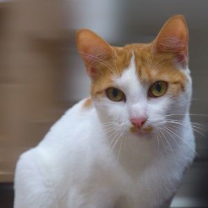 Equinox is a very sweet quirky cat looking for her forever family She likes to be the center of at
