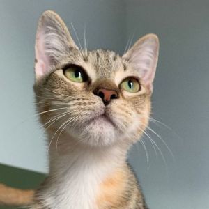 Smalls Dilute Calico Cat