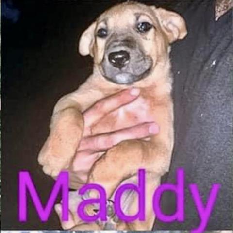 Maddy 10-0917