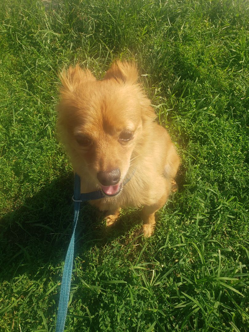 Louie, an adoptable Pomeranian in Hillsboro, MO, 63050 | Photo Image 1