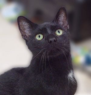 Omen is the sweetest cat at the rescue Omen was rescued from a roofing companys truck yard with hi