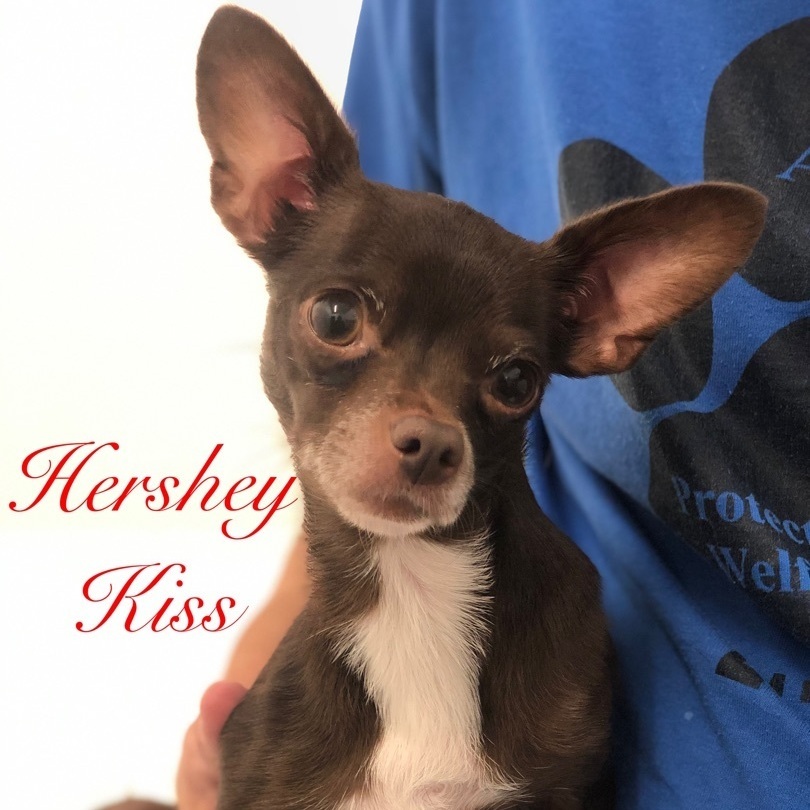 Hershey Kiss
