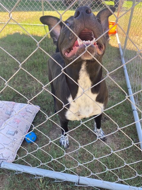 Polly Needs Help, an adoptable Pit Bull Terrier Mix in Cumby, TX_image-3