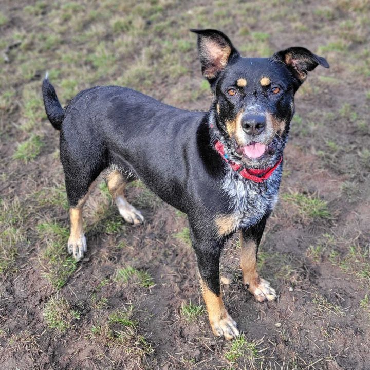Dog for adoption Dax (Daxie), a Rottweiler & Australian Cattle Dog / Blue Heeler Mix in Port
