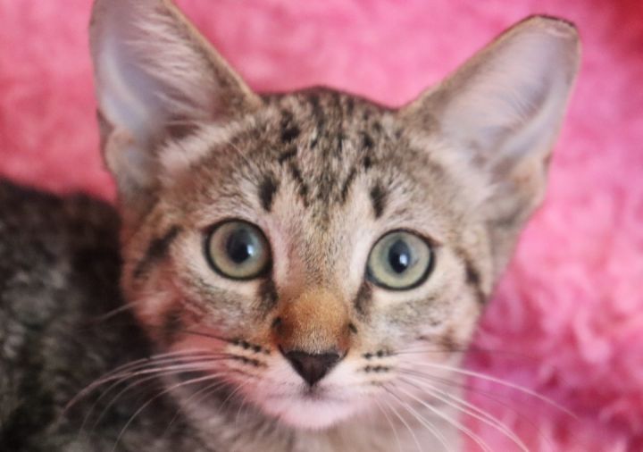 Little Lotte, an adoptable Tabby in Saint Augustine, FL_image-2