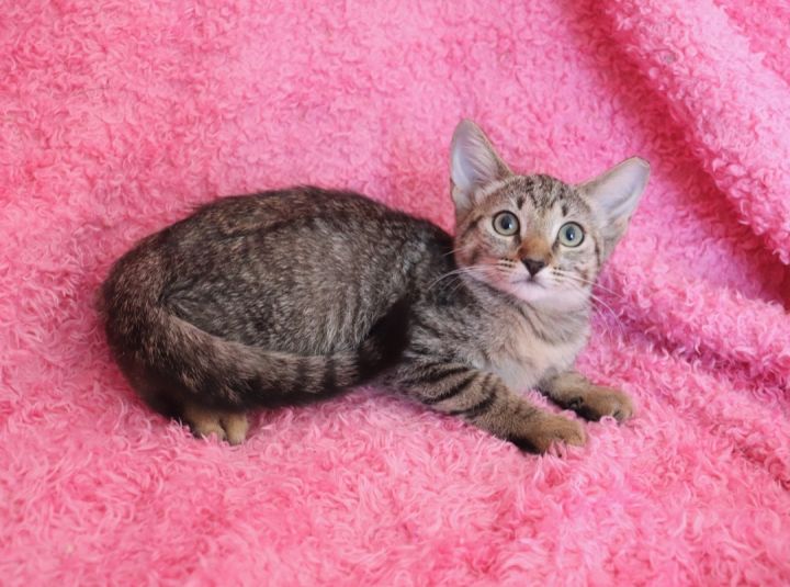 Little Lotte, an adoptable Tabby in Saint Augustine, FL_image-5