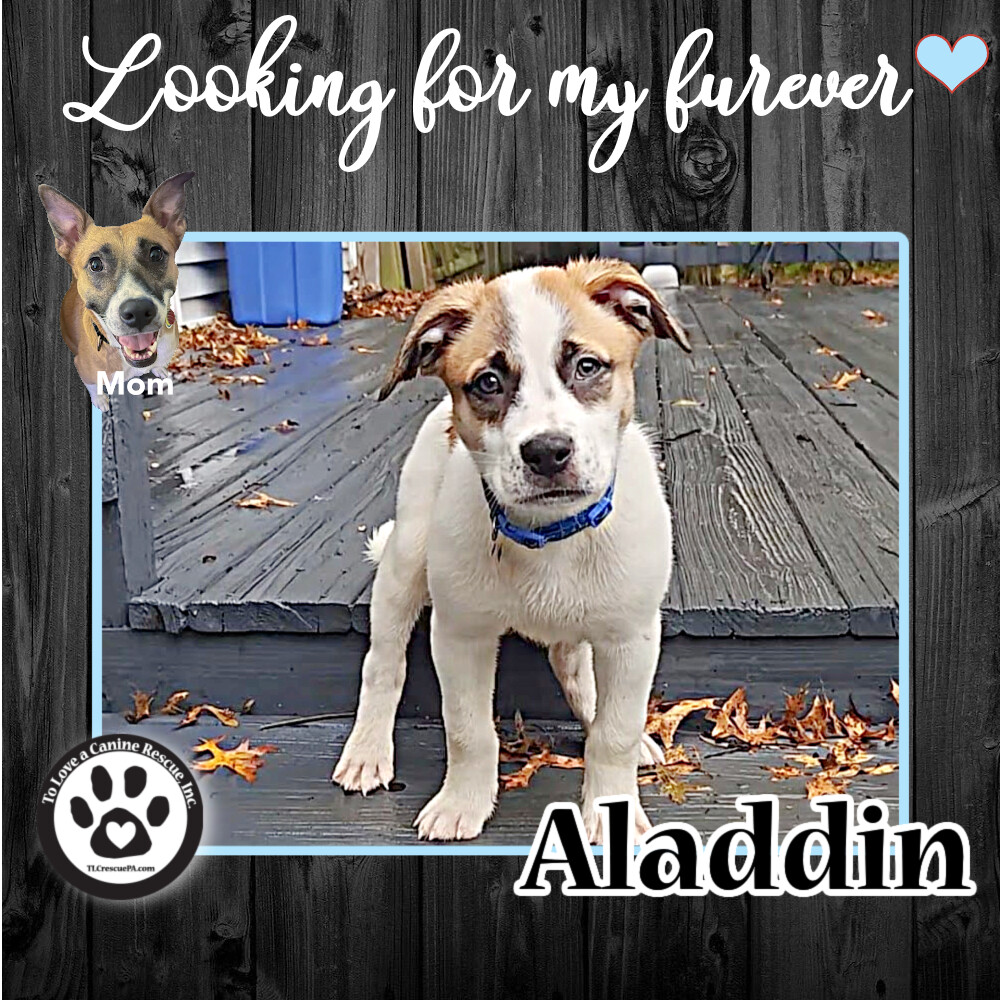 Aladdin (Daisy Do Pup) 082022