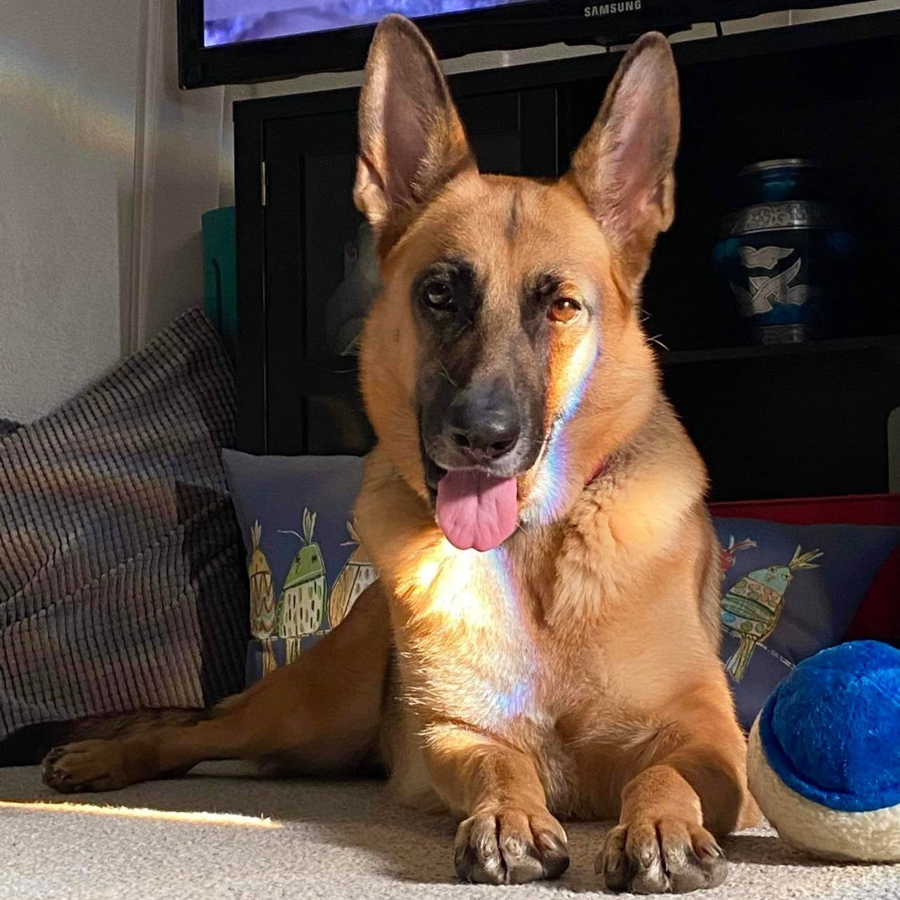 Dog for adoption Abby, a German Shepherd Dog Mix in Jefferson City, MO Petfinder