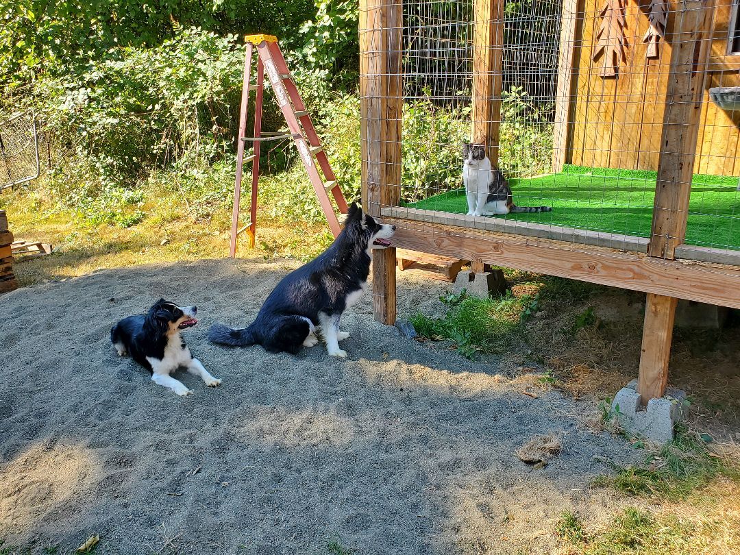 ANNIE, an adoptable Australian Shepherd in Winlock, WA, 98596 | Photo Image 3