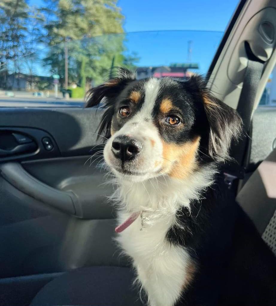 ANNIE, an adoptable Australian Shepherd in Winlock, WA, 98596 | Photo Image 4