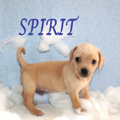 Spirit