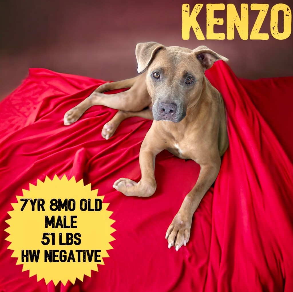 Kenzo, an adoptable Pit Bull Terrier in Sorrento, LA, 70778 | Photo Image 1