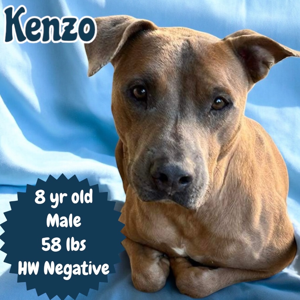 Kenzo, an adoptable Pit Bull Terrier in Sorrento, LA, 70778 | Photo Image 1