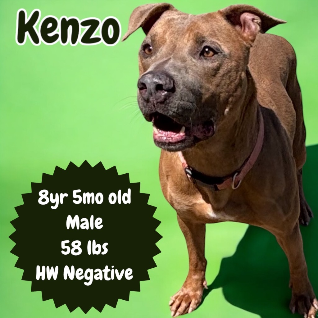 Kenzo, an adoptable Pit Bull Terrier in Sorrento, LA, 70778 | Photo Image 1