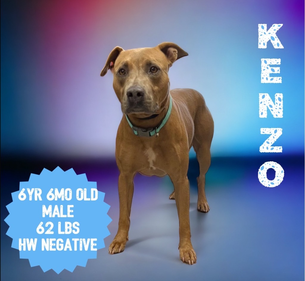 Kenzo, an adoptable Pit Bull Terrier in Sorrento, LA, 70778 | Photo Image 3