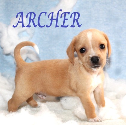 Archer