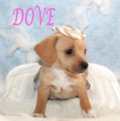 Dove