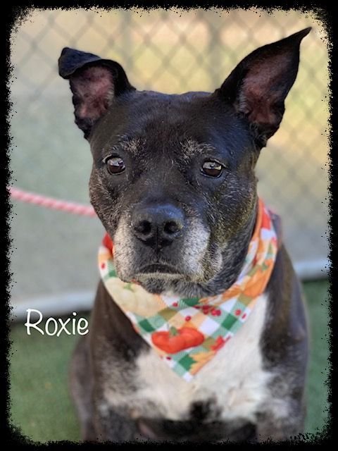 ROXIE