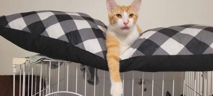 Chester cheetos, an adoptable Tabby Mix in Mission Viejo, CA_image-3