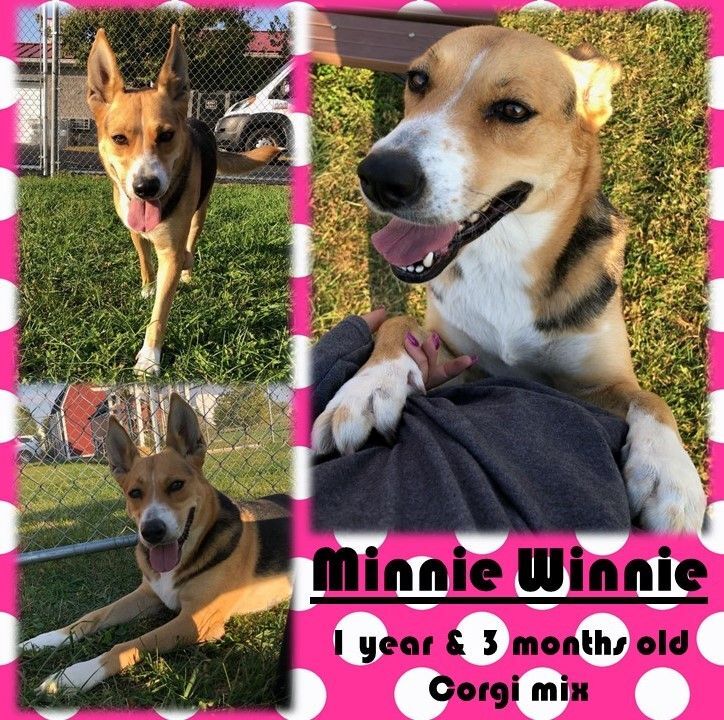 Minnie Winnie