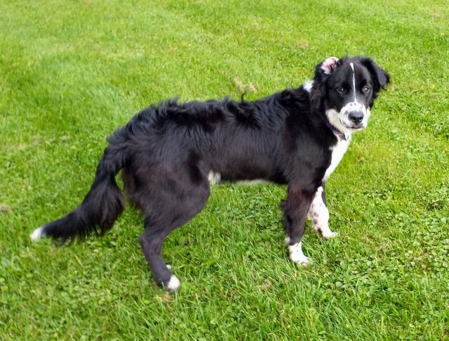 Rufus, an adopted Border Collie & English Springer Spaniel Mix in Eagle, MI_image-2