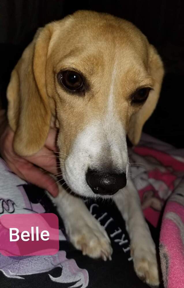 Belle