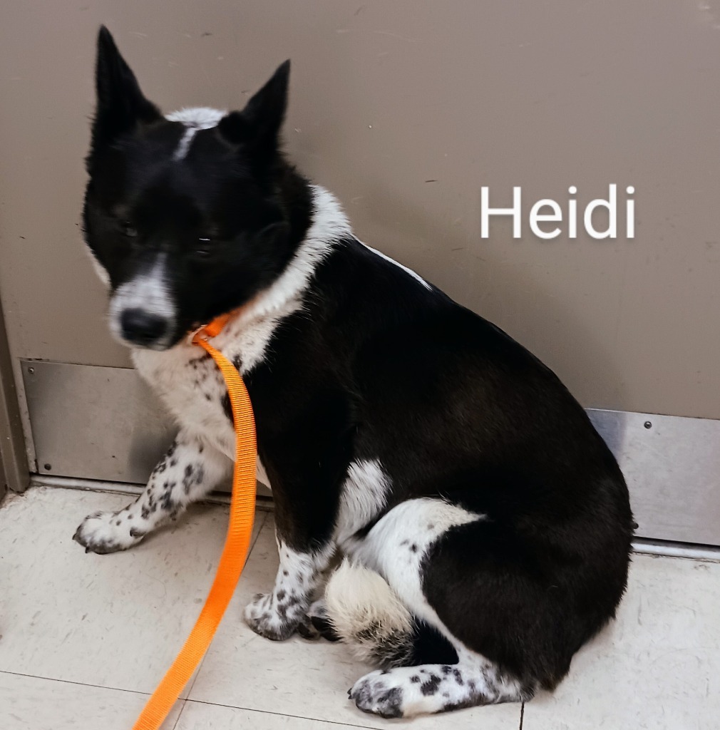 Heidi