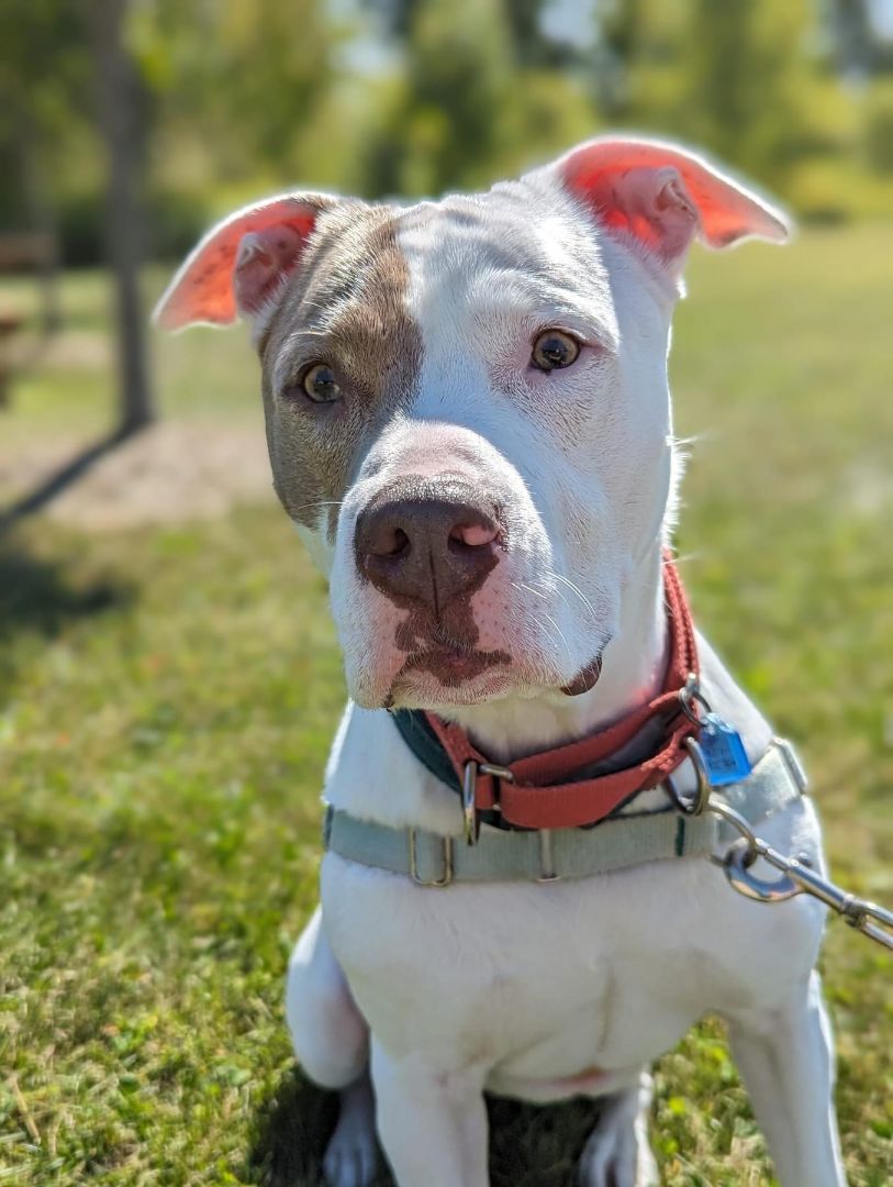 Charlie, an adoptable Pit Bull Terrier in Fremont, MI, 49412 | Photo Image 5