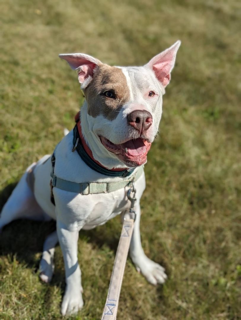 Charlie, an adoptable Pit Bull Terrier in Fremont, MI, 49412 | Photo Image 6