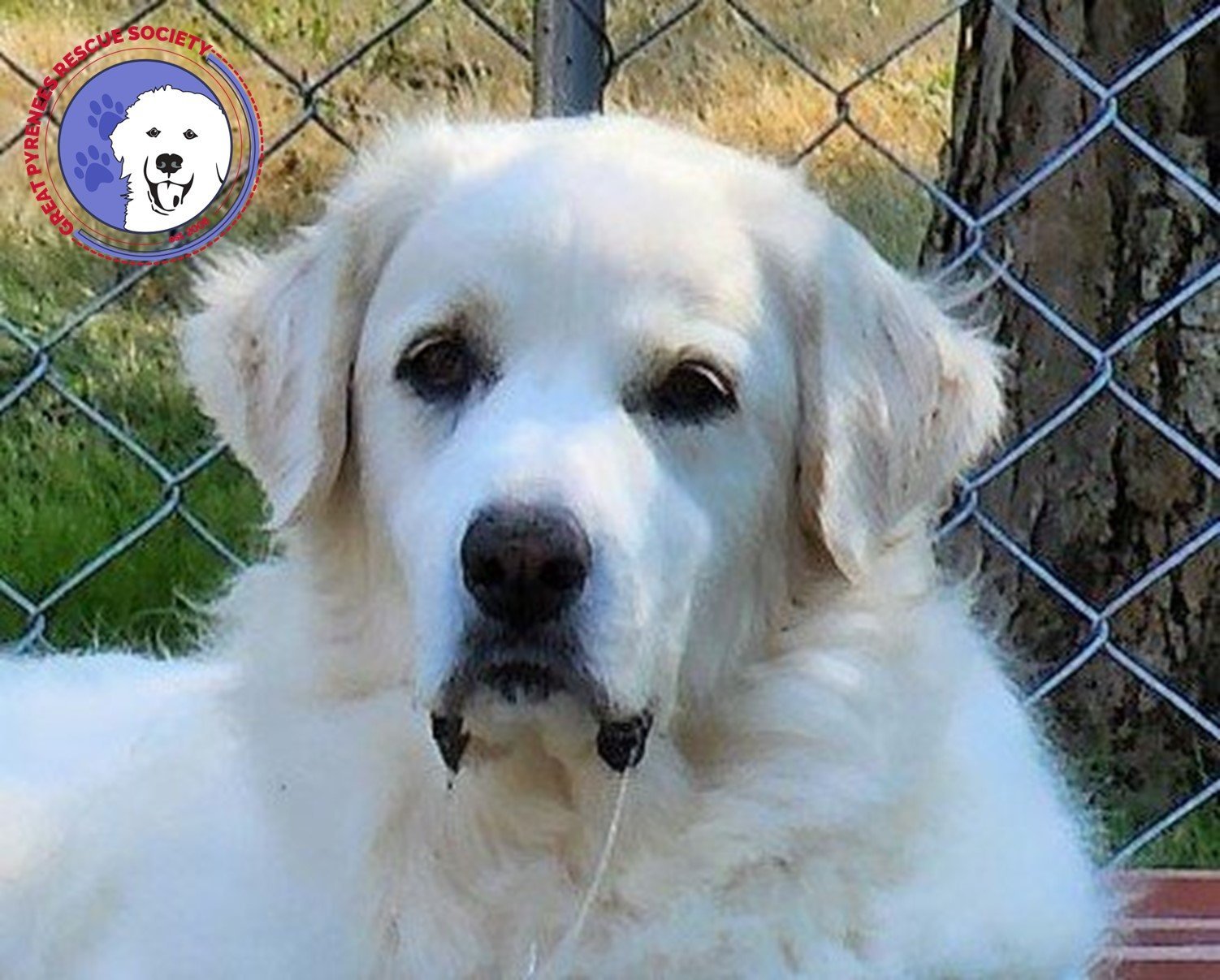 Lily bonded with Max, an adoptable Great Pyrenees in Oak Harbor, WA, 98277 | Photo Image 2