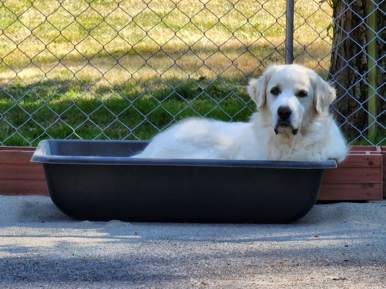 Lily bonded with Max, an adoptable Great Pyrenees in Oak Harbor, WA, 98277 | Photo Image 3