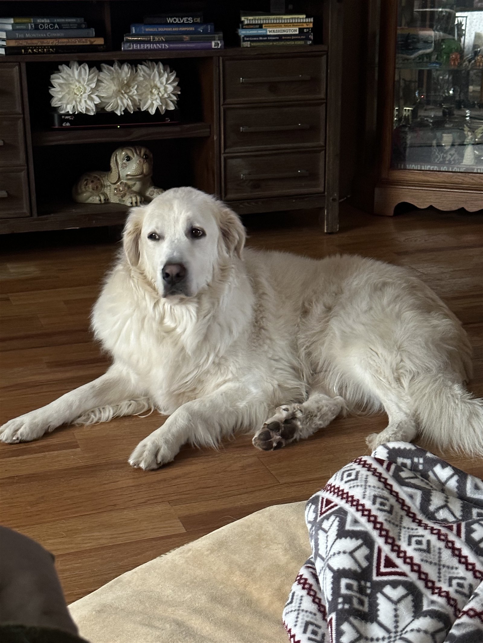 Lily bonded with Max, an adoptable Great Pyrenees in Oak Harbor, WA, 98277 | Photo Image 1