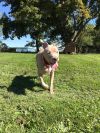 Zena