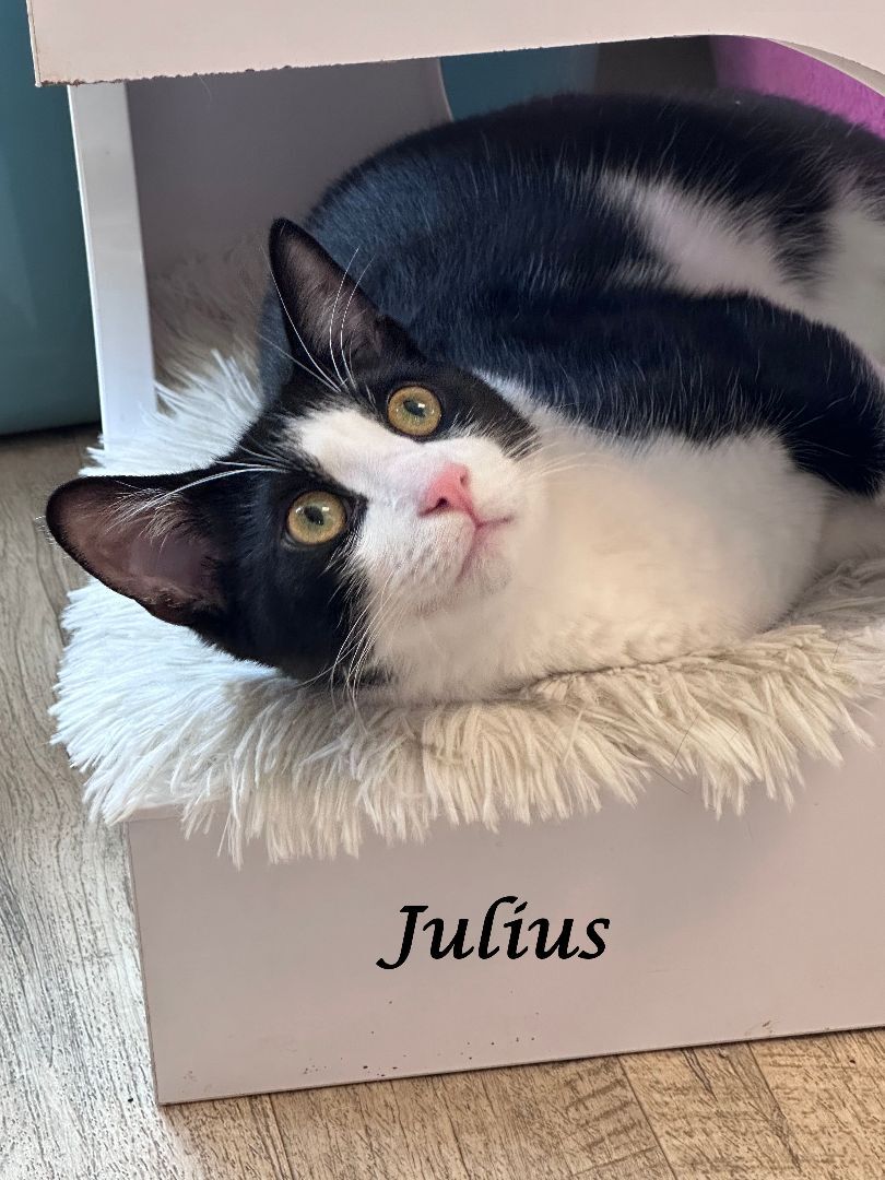 JULIUS (adopt w/ JOEY)