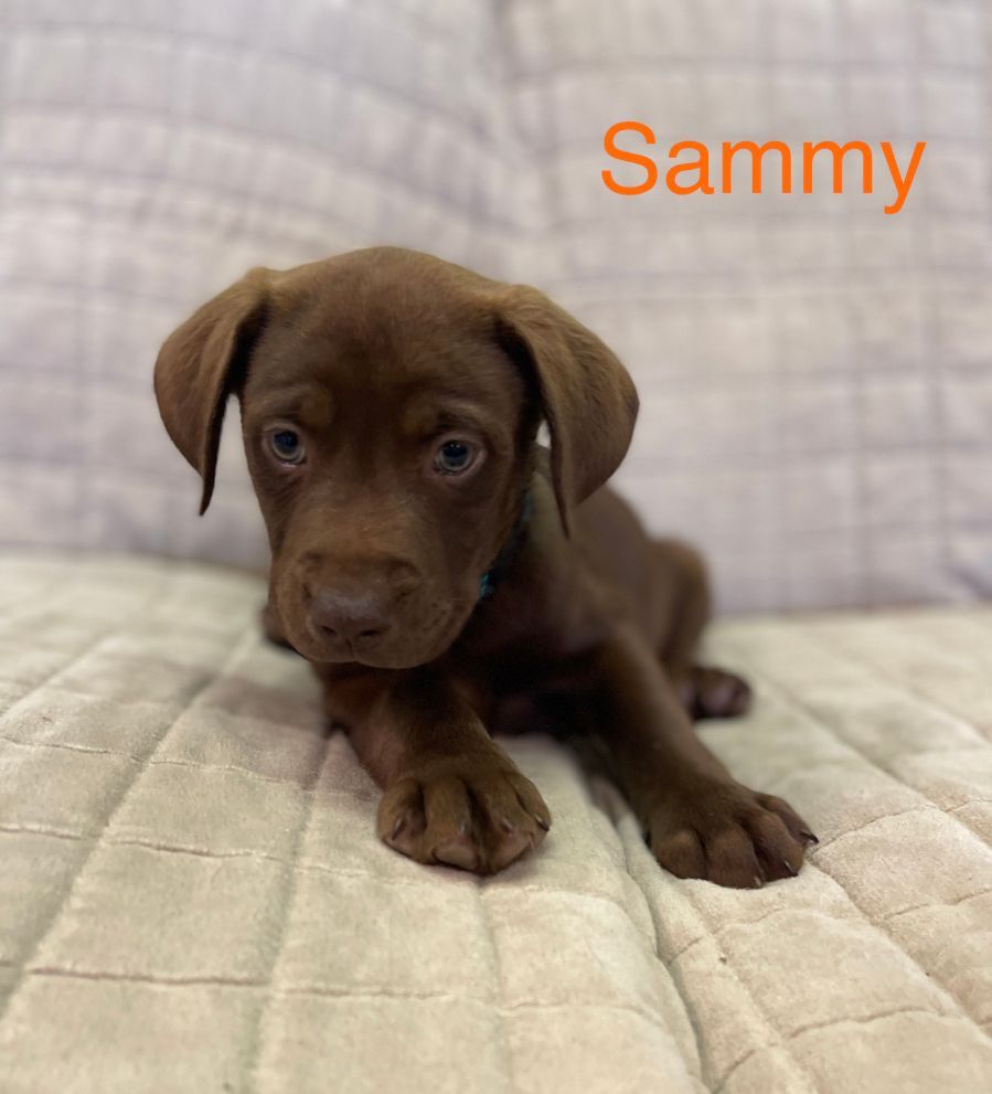 Sammy