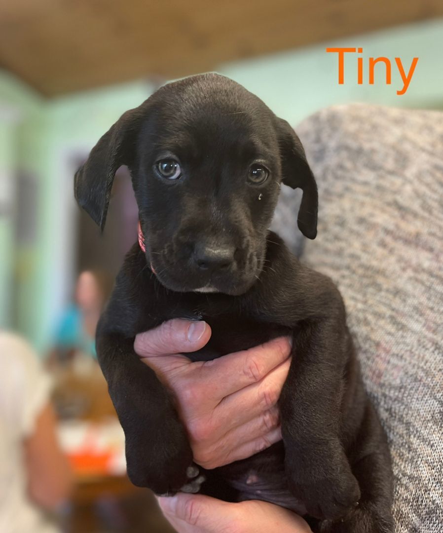 Tiny