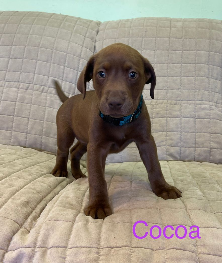 Cocoa