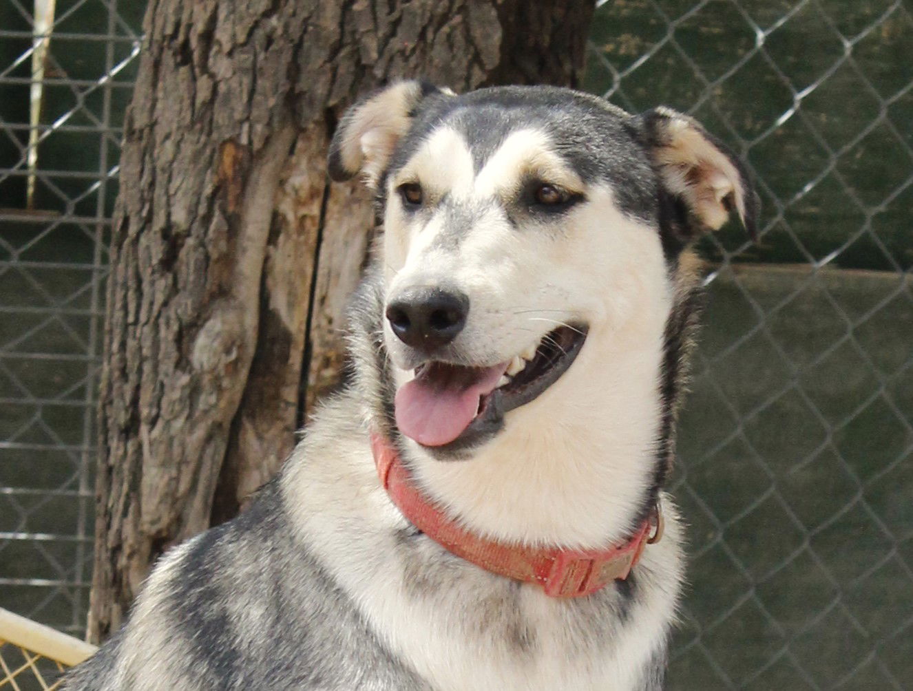 Brandy, an adoptable Siberian Husky in Cedar Crest, NM, 87008 | Photo Image 1