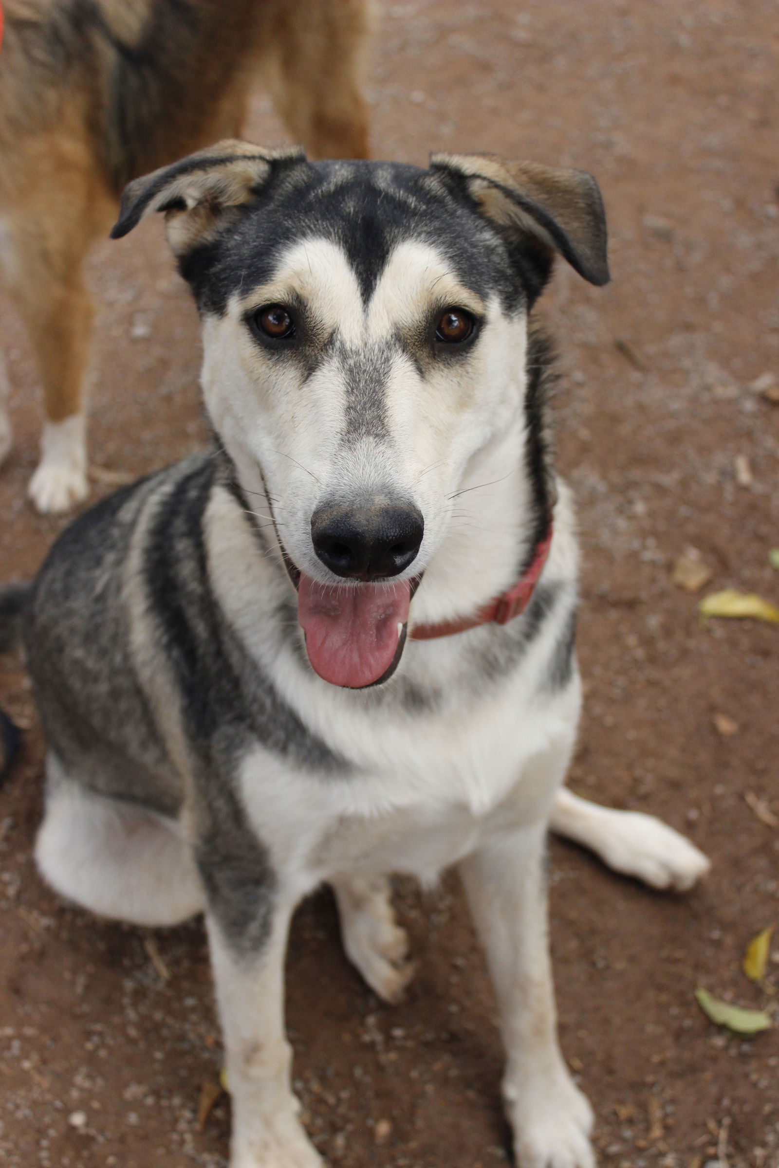 Brandy, an adoptable Siberian Husky in Cedar Crest, NM, 87008 | Photo Image 1